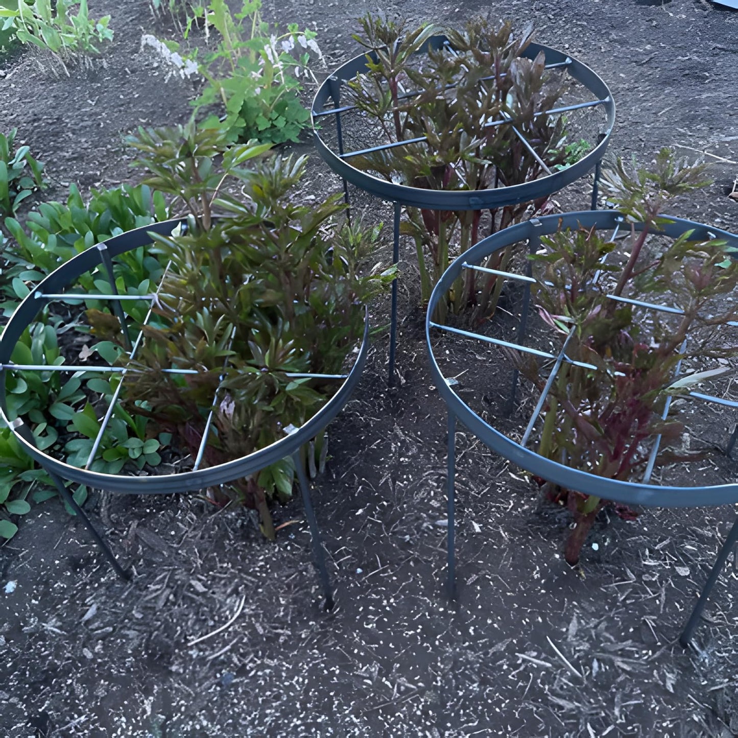 GOOOXIM Large Peony Cages and Supports 18.9"x23.6" - Durable Round Garden Flower Rings | Tall Plant Support Stakes for Outdoor Peonies | Enhances Peony Planting Success with Secure Grounding