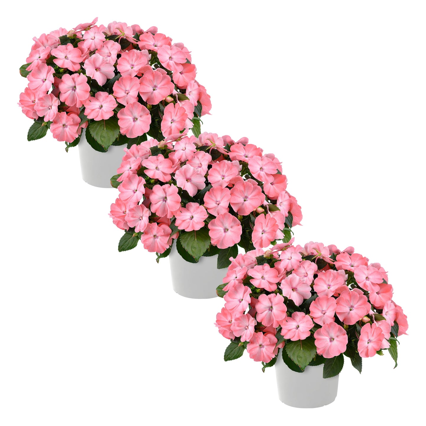 Live Flowering New Guinea Impatiens - Salmon (3 Plants Per Pack), Beautiful Shade Flowers, 12" Tall by 5" Wide in 1 Qt Pot