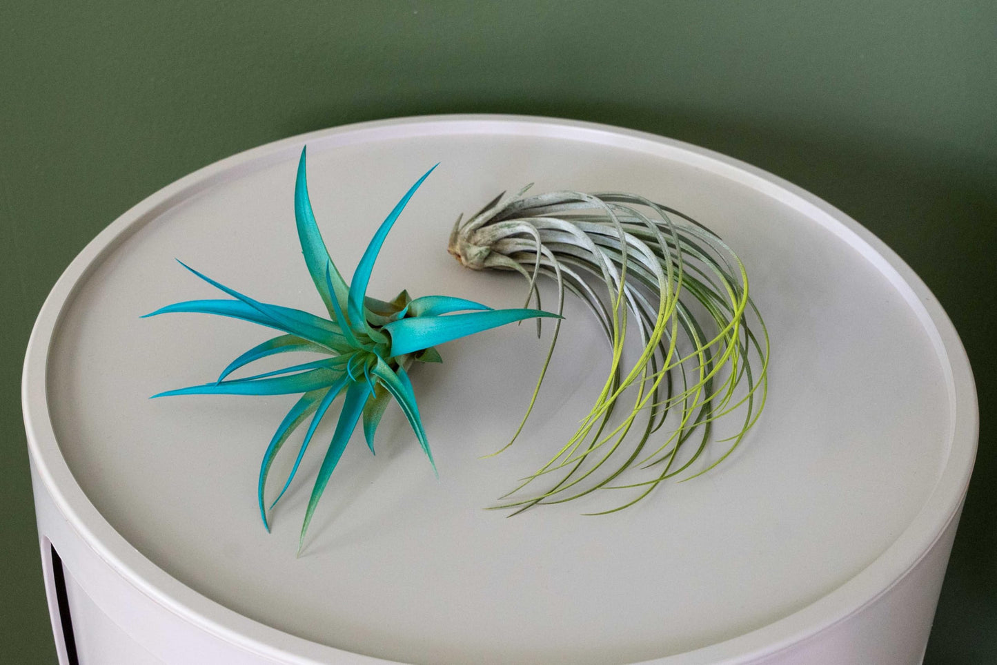 Colorful Mini Tillandsia Xerographica Air Plants in Custom Vibrant Tones - (Frost, Pack of 3)