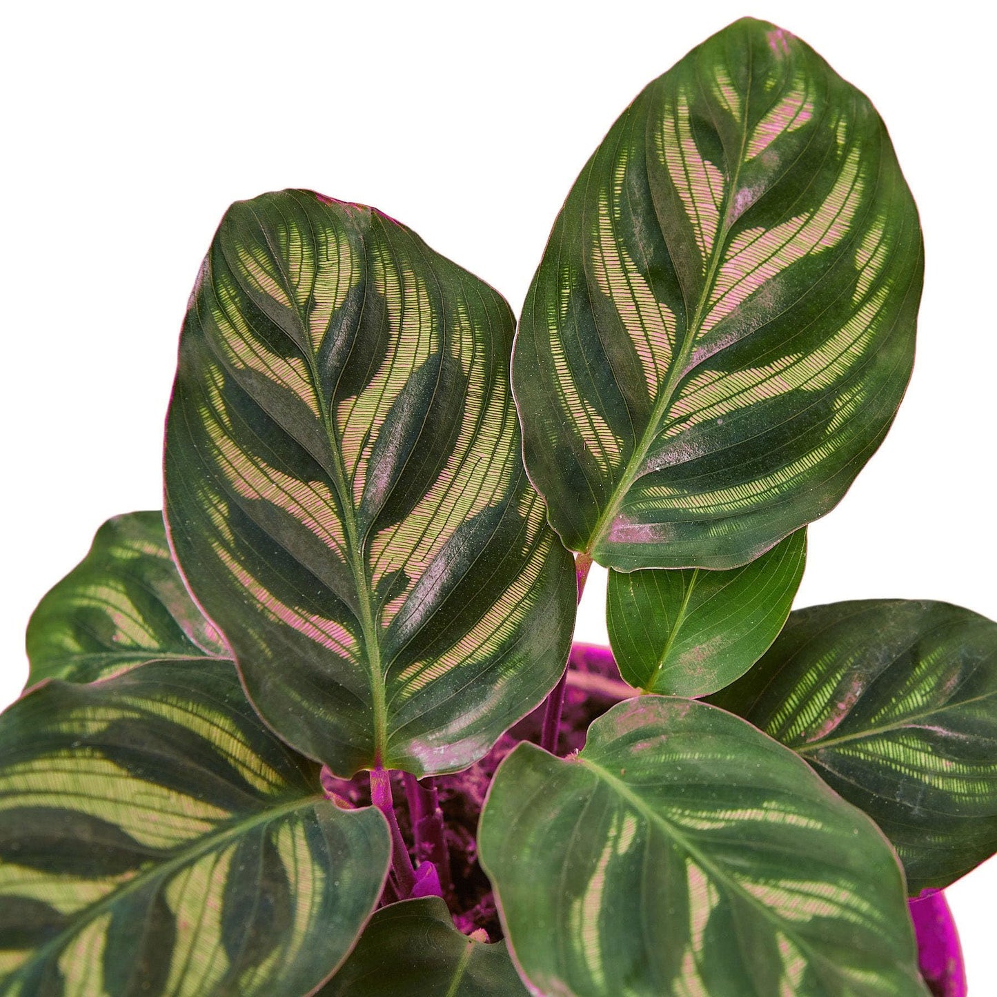 7 Pack Calathea 'Makoyana' in 6in Pot - Live Tropical Houseplant - Easy to Grow | Air Purifying | Pet Friendly | Variegated | USA Growers | The Snobby Leaf