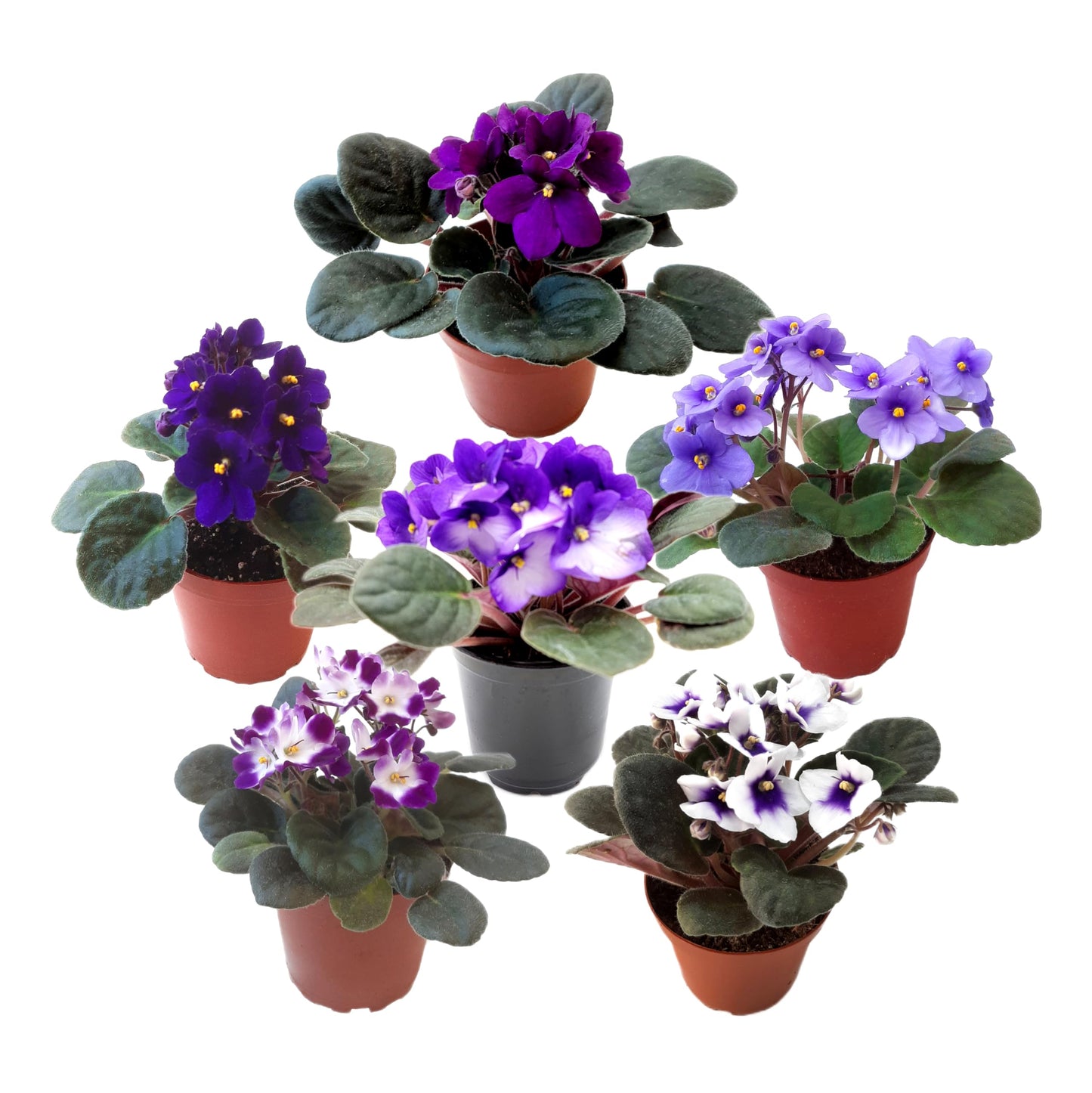 2-PK of African Violets (2 Count), Saintpaulia ionantha, Colors May Vary but All Different, Live Plant, Indoor Plants, House Plants, Holiday Gifts, 4-inch Pots