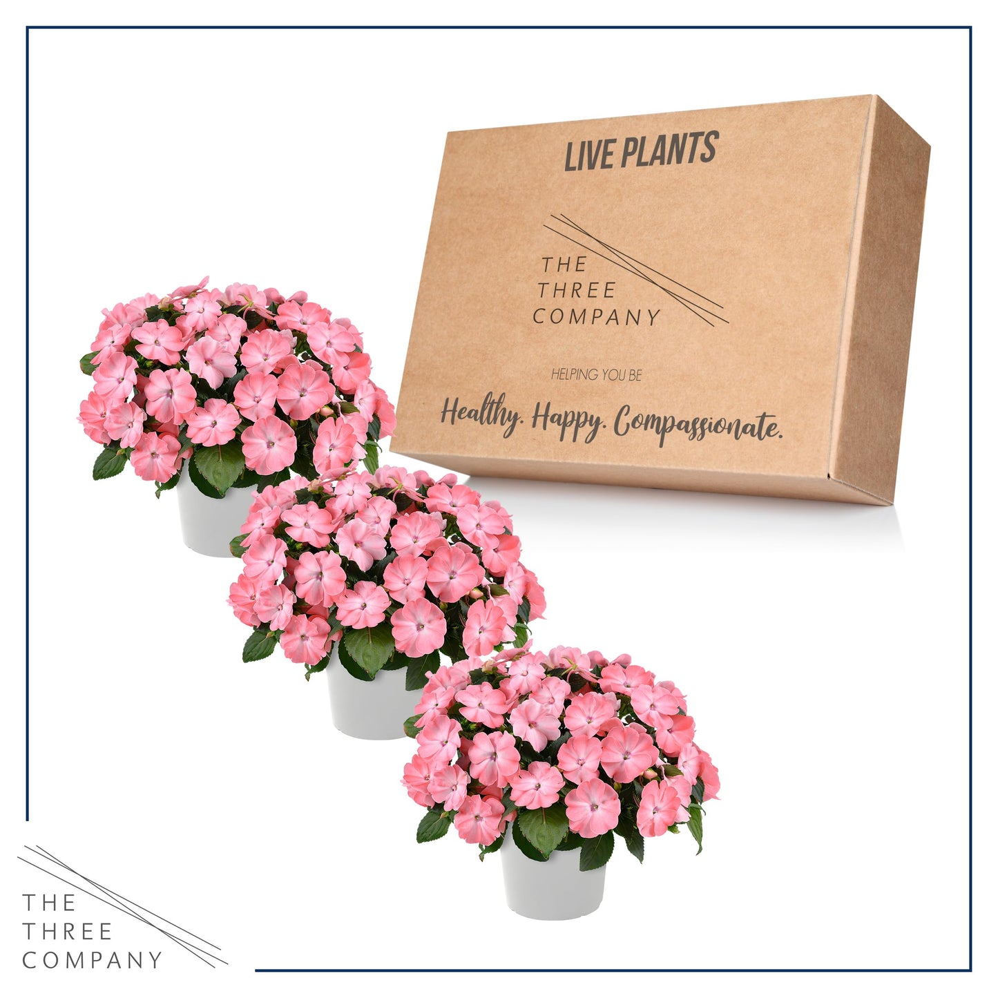 Live Flowering New Guinea Impatiens - Salmon (3 Plants Per Pack), Beautiful Shade Flowers, 12" Tall by 5" Wide in 1 Qt Pot
