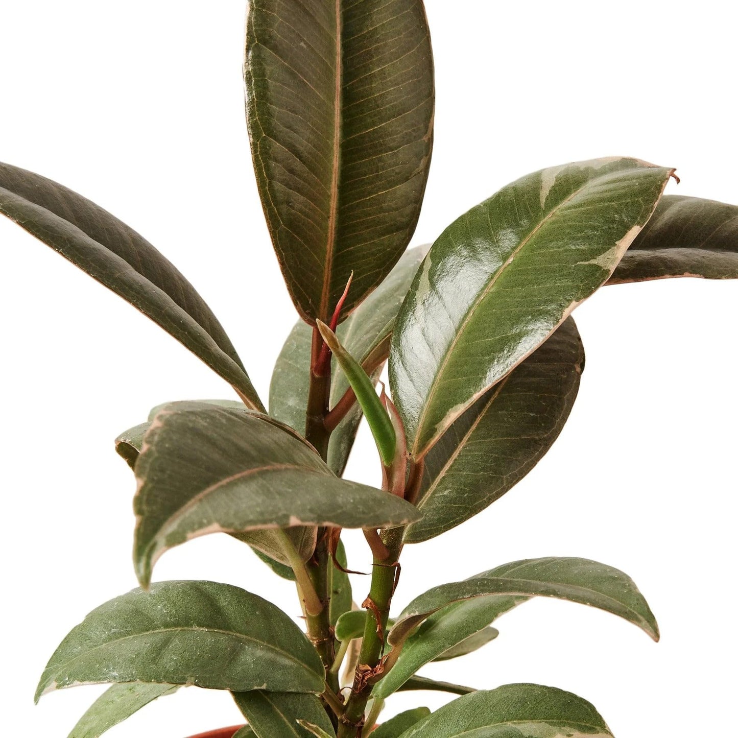5 Pack Ficus Elastica 'Tineke' in 6in Pot - Live Plants Tropical Houseplants | Variegated | USA Growers | The Snobby Leaf