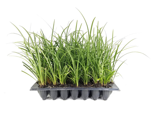 Evergreen Giant Liriope Muscari - 30 Live Plants - Drought Tolerant Low Maintenance Evergreen Groundcover Grass