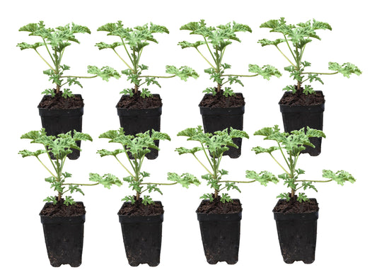 8 Containers of Mixed Lenten Rose/Hellebore in 2.5 Inch Pots- Great for Fall Planting!