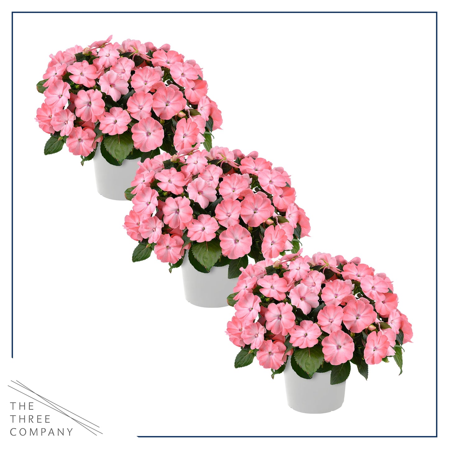 Live Flowering New Guinea Impatiens - Salmon (3 Plants Per Pack), Beautiful Shade Flowers, 12" Tall by 5" Wide in 1 Qt Pot