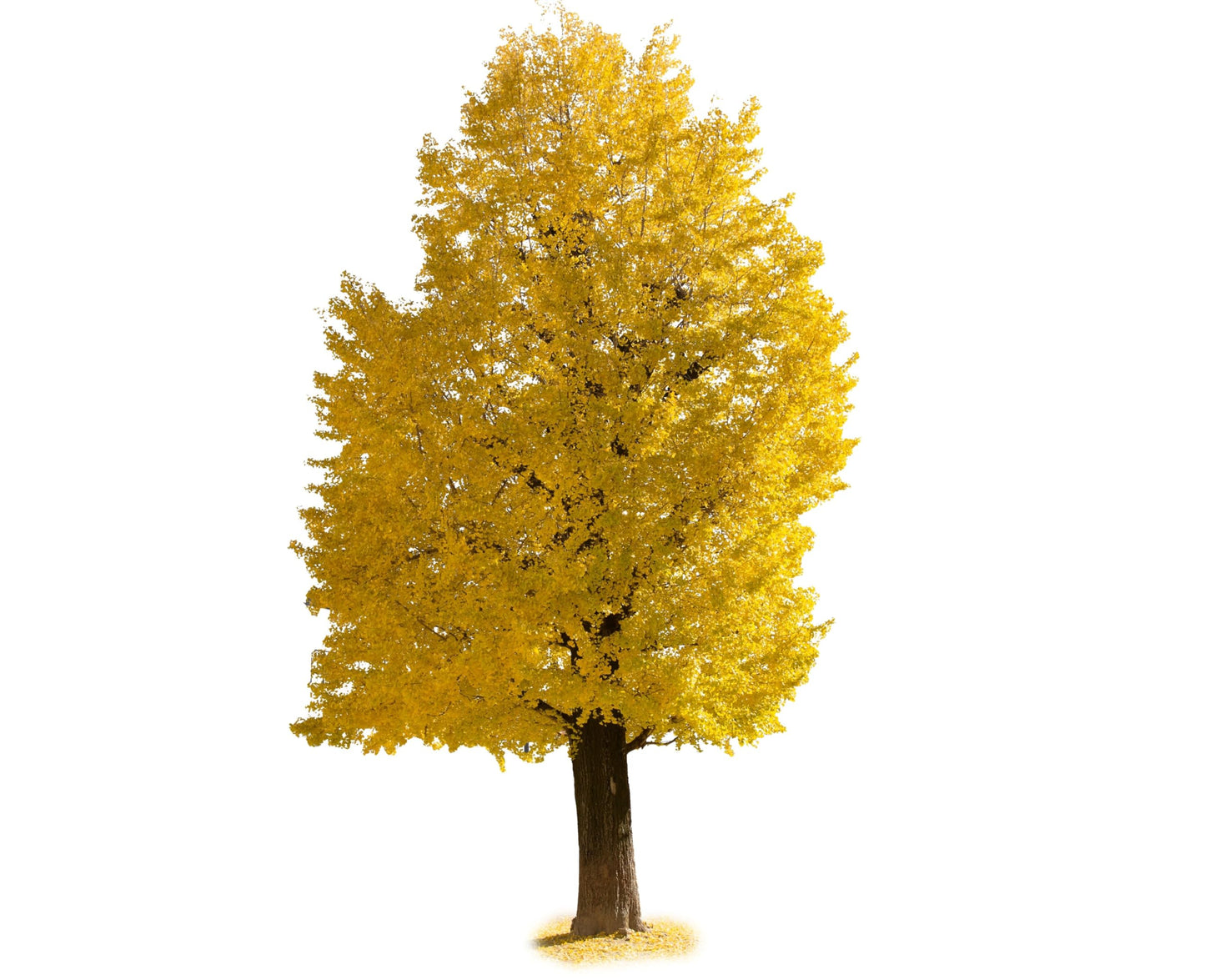 3 Ginkgo Trees (Ginkgo biloba) Live Tree Plants | Ancient Hardy Shade Tree with Fan-Shaped Leaves | Brilliant Golden Fall Color