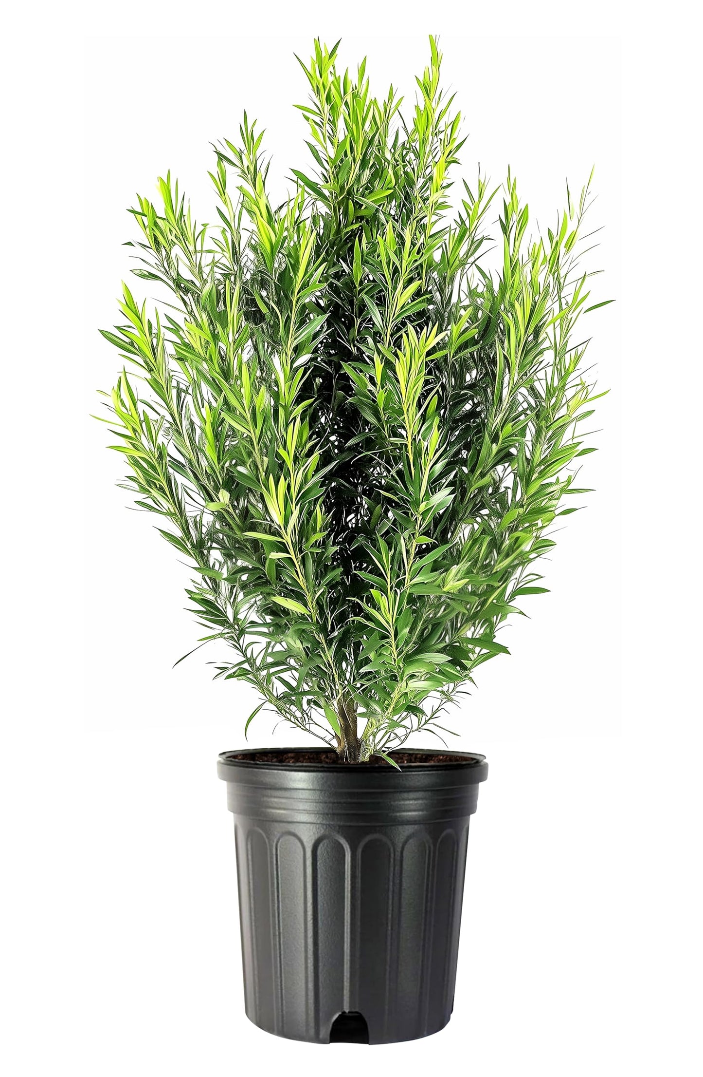 Podocarpus Macrophyllus Japanese Yew | 1 Extra Large Trade 3 Gallon Plant | Evergreen Shrub, Low Maintenance, Drought Tolerant, Privacy Screen Landscaping, Fast Growing, Ornamental Foliage
