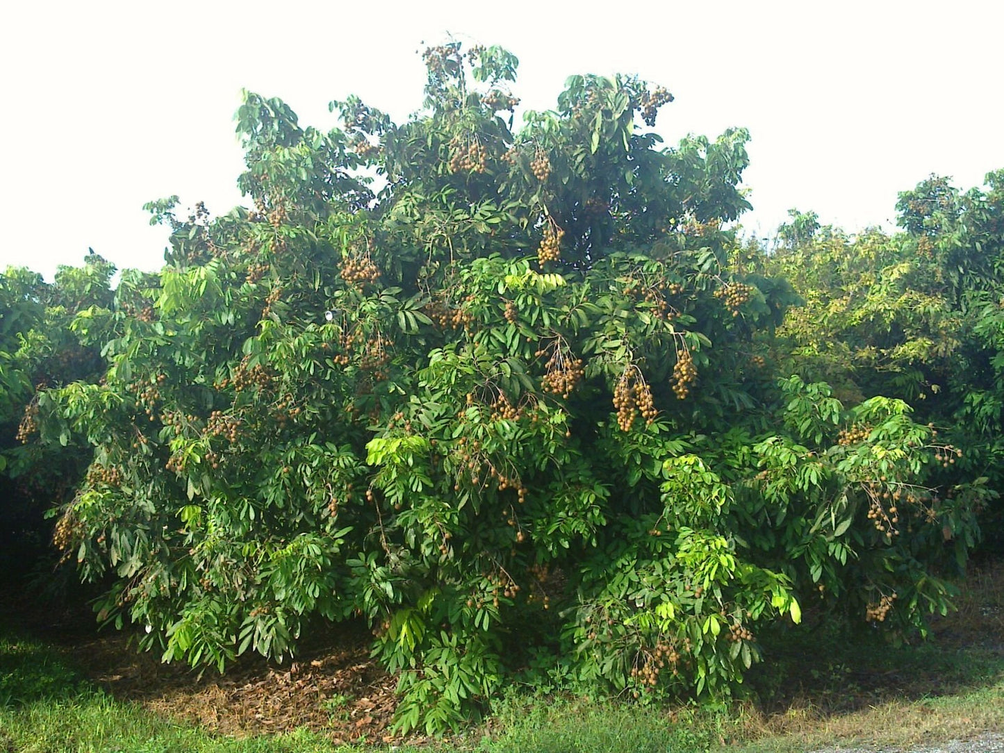 Grafting Longan Tree, Have Flower Next Year, 3-4 ft Tall. No Shipping to CA or HI.