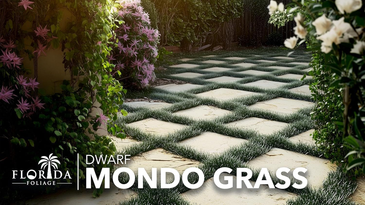 Dwarf Mondo Grass | 1 Large 4 Inch Pot | Ophiopogon Japonicus Nanus | Live Evergreen Shade Loving Groundcover
