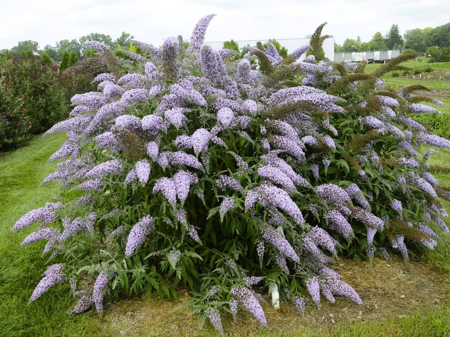 Greenwood Nursery: Live Shrub Plants - 'Grand Cascade' Butterfly Bush + Buddleja/Buddleia Davidii - [Qty: 1x Pint Pot] - (Click for Other Available Plants/Quantities)