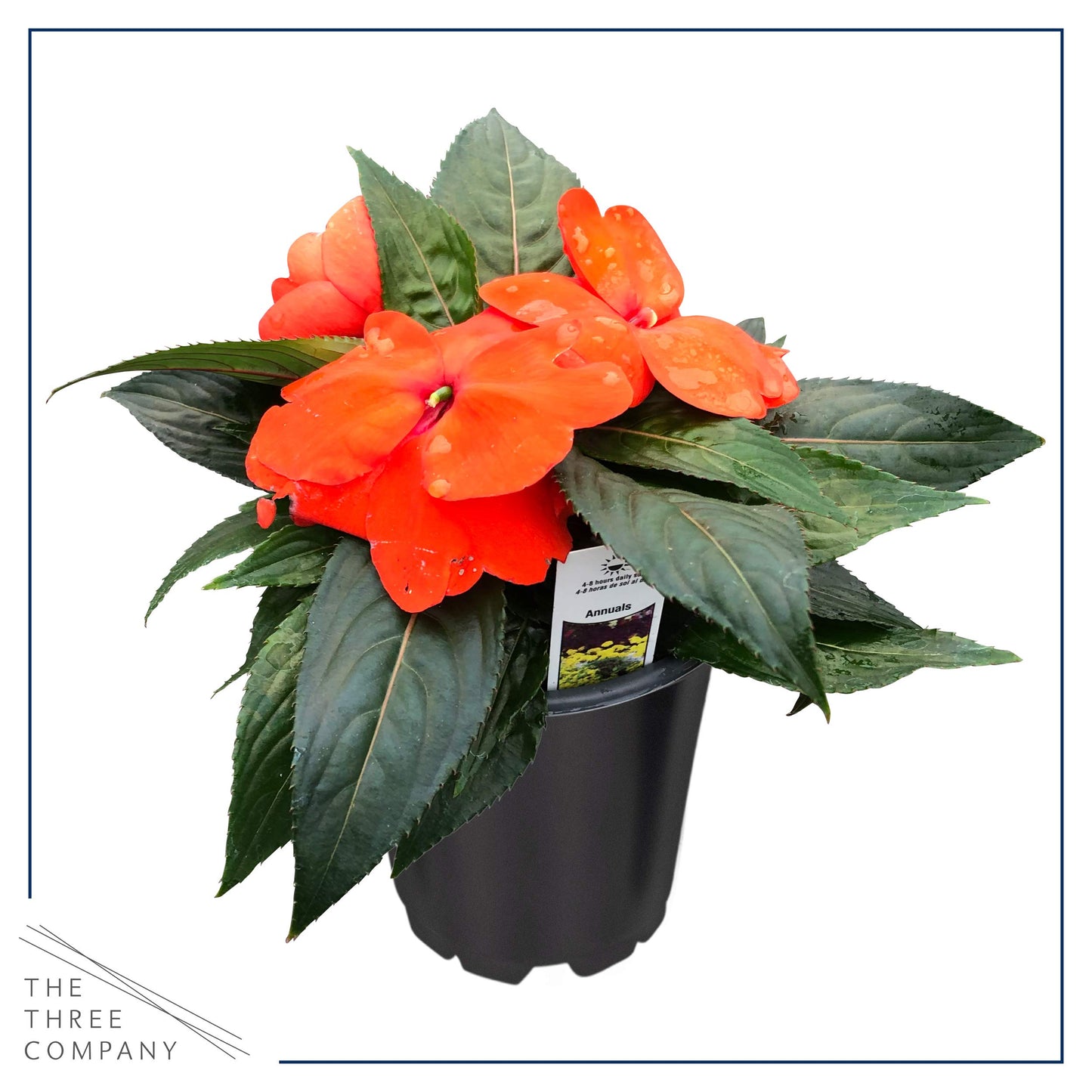 Live New Guinea Impatiens Plant - Shades of Orange (3 Plants Per Pack) - Beautiful Flowering Shade Flowers - 12" Tall by 5" Wide in 1 Qt Pot (Pack of 2)