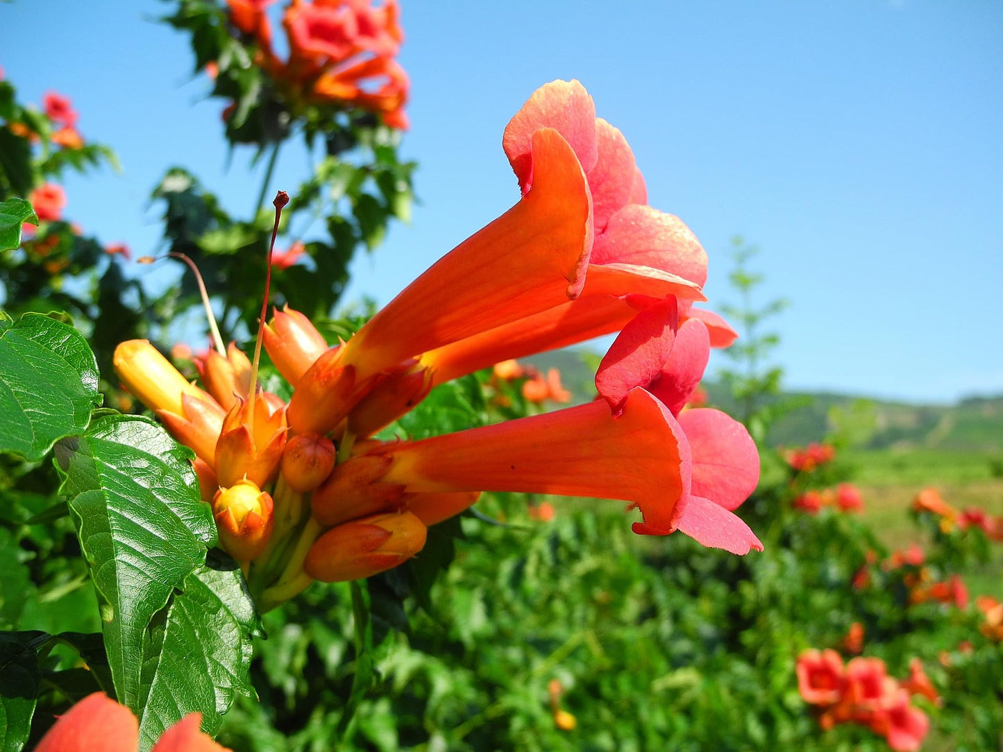 Greenwood Nursery: Live Perennial Plants - Orange Trumpet Creeper Vine + Campsis Radicans - [Qty: 1x Pint Pot] - (Click for Other Available Plants/Quantities)