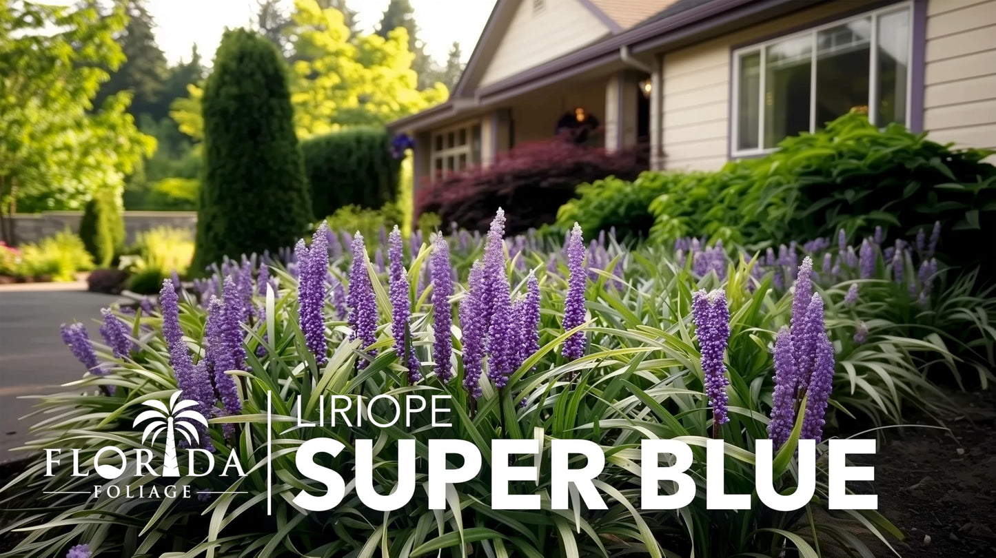 Super Blue Lilyturf - Liriope Muscari - 12 Live 4 Inch Pots - Drought Tolerant Low Maintenance Groundcover Plants