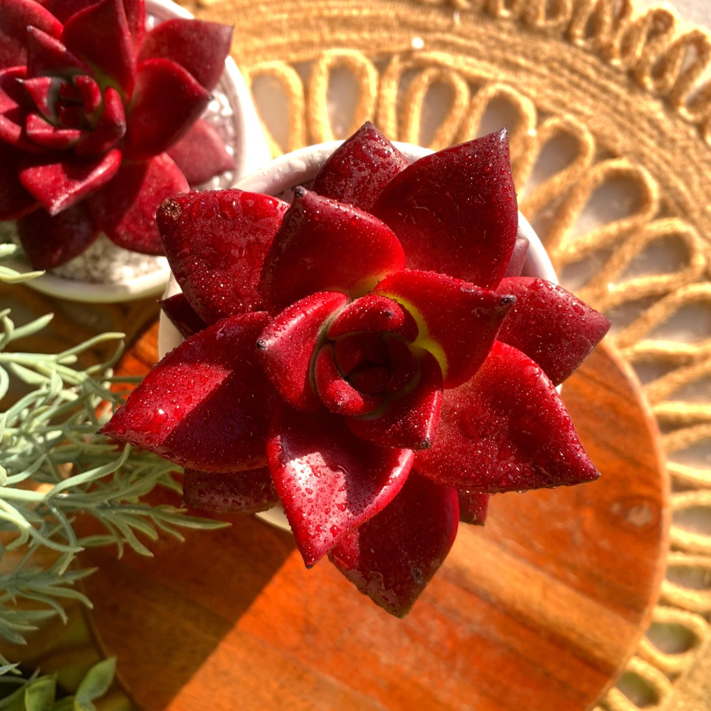 FWPP Live Succulents Plants Echeveria Agavoides v Romeo Rubin 3 inches,Rare red Succulents Bare Root Without Pot Soil, Live Plants Indoor Office Decoration Wedding and Gift