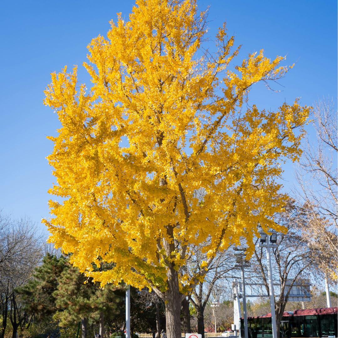 1 Year Old Ginkgo Tree Live Plant for Outdoor Growing, 6-8 Inches in Tall in 4" Pot