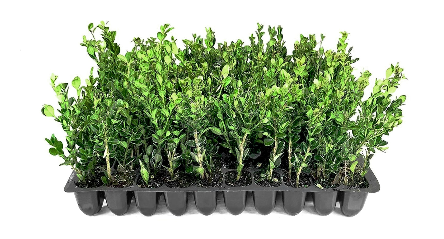 Winter Gem Boxwood | 10 Live Plants | Buxus microphylla Japonica ‘Winter Gem’ | Compact Evergreen Shrubs | Formal Garden Plants for Borders