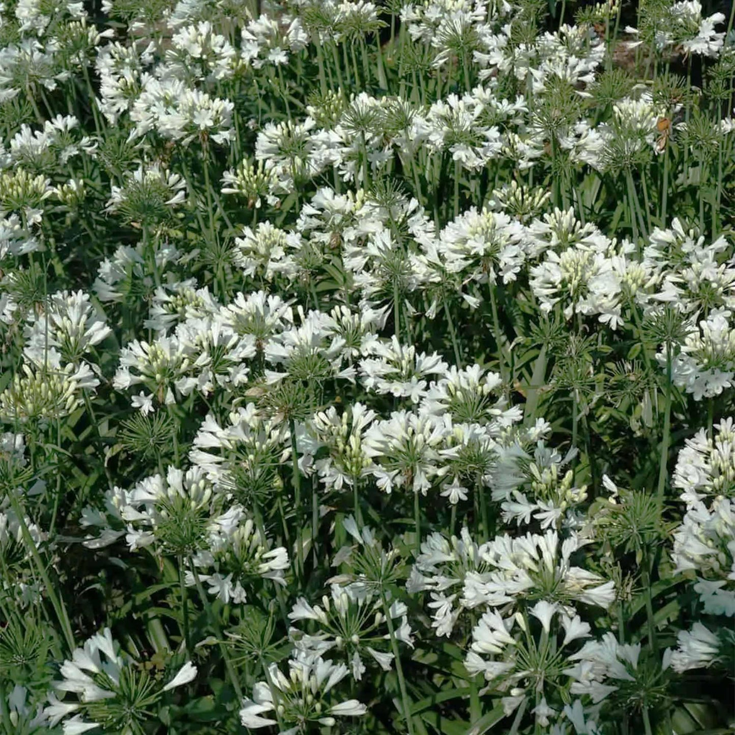 Perfect Plants Southern Living Ever White Agapanthus in 1 Gallon Pot | Agapanthus Hybrid | Pure White Reblooming Flowers | Easy to Grow Perennial Groundcover | Pollinator Friendly | Zones 8-11