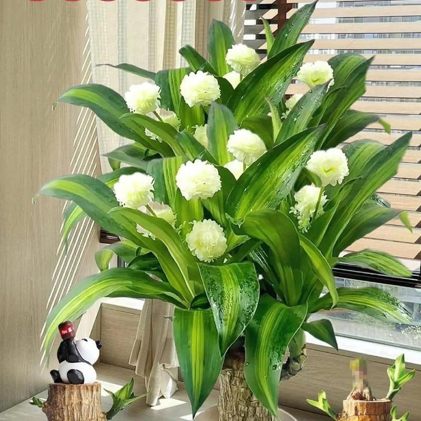 Brazilian Lucky Wood Plant,Brazilian Wood Doesn't Need to Wait to Sprout, Natural Air Cleaner, Suitable for Home Office Desk Decor (Yellow)