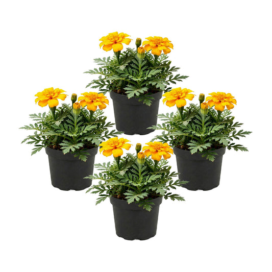 Live Flowering Marigold - Durango Yellow (4 Per Pack), Beautiful Spring Color, 8" Tall by 4" Wide in 1 Pt Pot