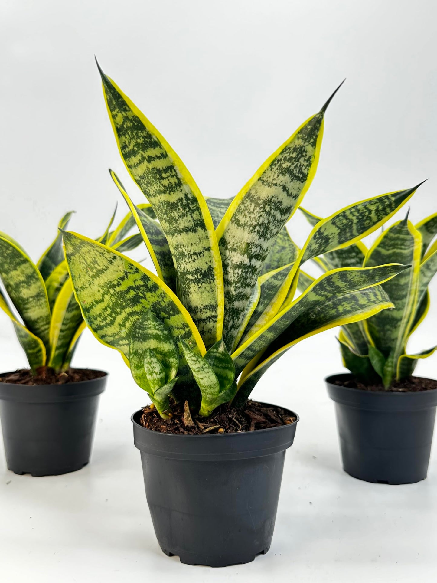 Everbloom Growers, 3 Pack of Live Sansevieria in 4 Inch Pots, Snake Plant Low Maintenance Indoor and Outdoor Plant, Air Purifying