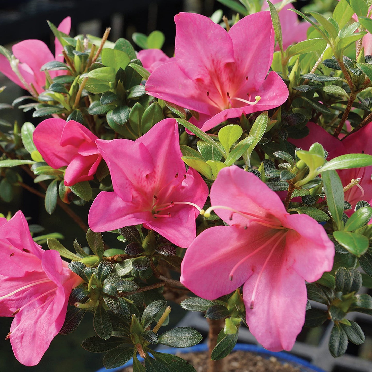 Brussel's Bonsai - Live Satsuki Azalea Bonsai Tree in Grower Pot, Outdoor Flowering Bonsai Tree Live Plant, 5 Years Old, 5-8 Inches Tall, Easy Care Plant for Patio Garden (Small)