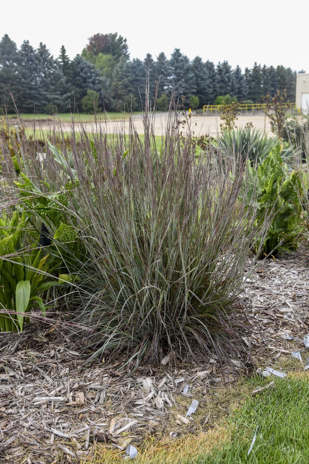 Live Plant from Green Promise Farms - Proven Winners, Schizachyrium scop. Prairie Winds® 'Brush Strokes' Little Bluestem, Blue/red Flowers - #1 Gallon Size Container
