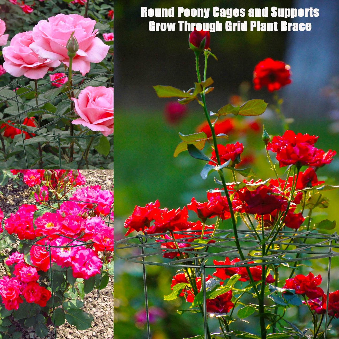 2 Pack Round Peony Cages and Supports Grow Through Grid Plant Brace,24 inch Heigh Plant Support Stake for Small Plant Flower Vegetable (2pcs 24“)