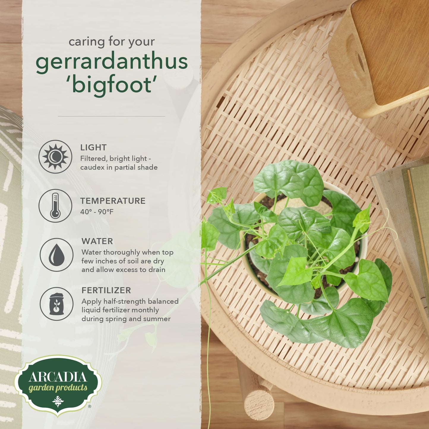 Arcadia Garden Products Live Gerrardanthus macrorhizus ‘Bigfoot’ Rare Indoor Houseplant in Plastic Pot, Tropical Plant Collector Gift for Home and Garden Decor, 4-inch, Beige