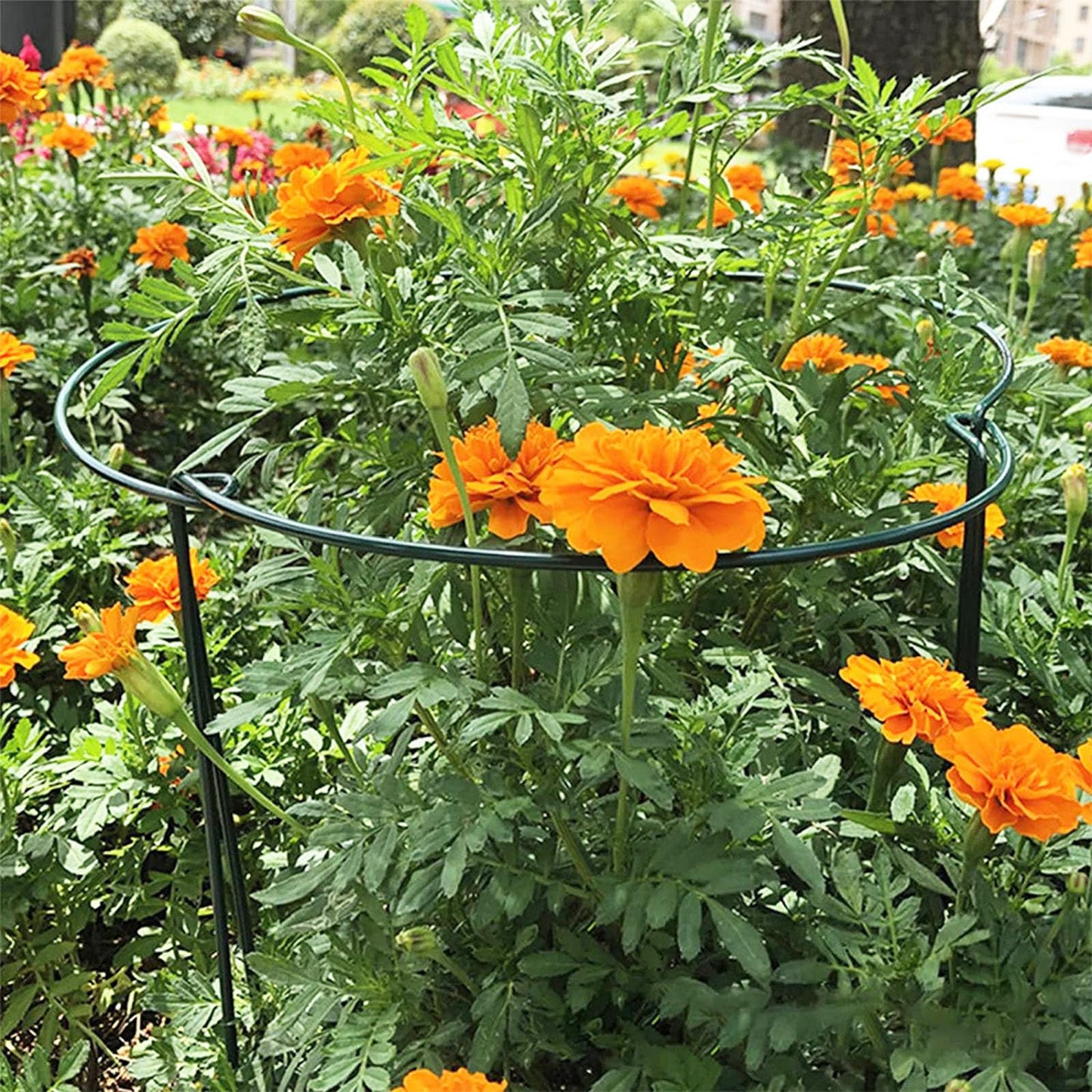 10 Pack Plant Support Stakes, Heavy Duty Interlinked Half Round Peony Metal Peony Cage, Garden Plant Support Ring for Indoor Outdoor Plants, Tomato, Hydrangea, Monstera, Flower (14 x 8inch)