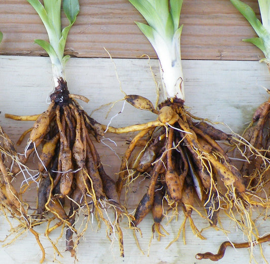 Stella D'oro Yellow Daylilies - 5 Bare Root Perennials Re-Bloomer
