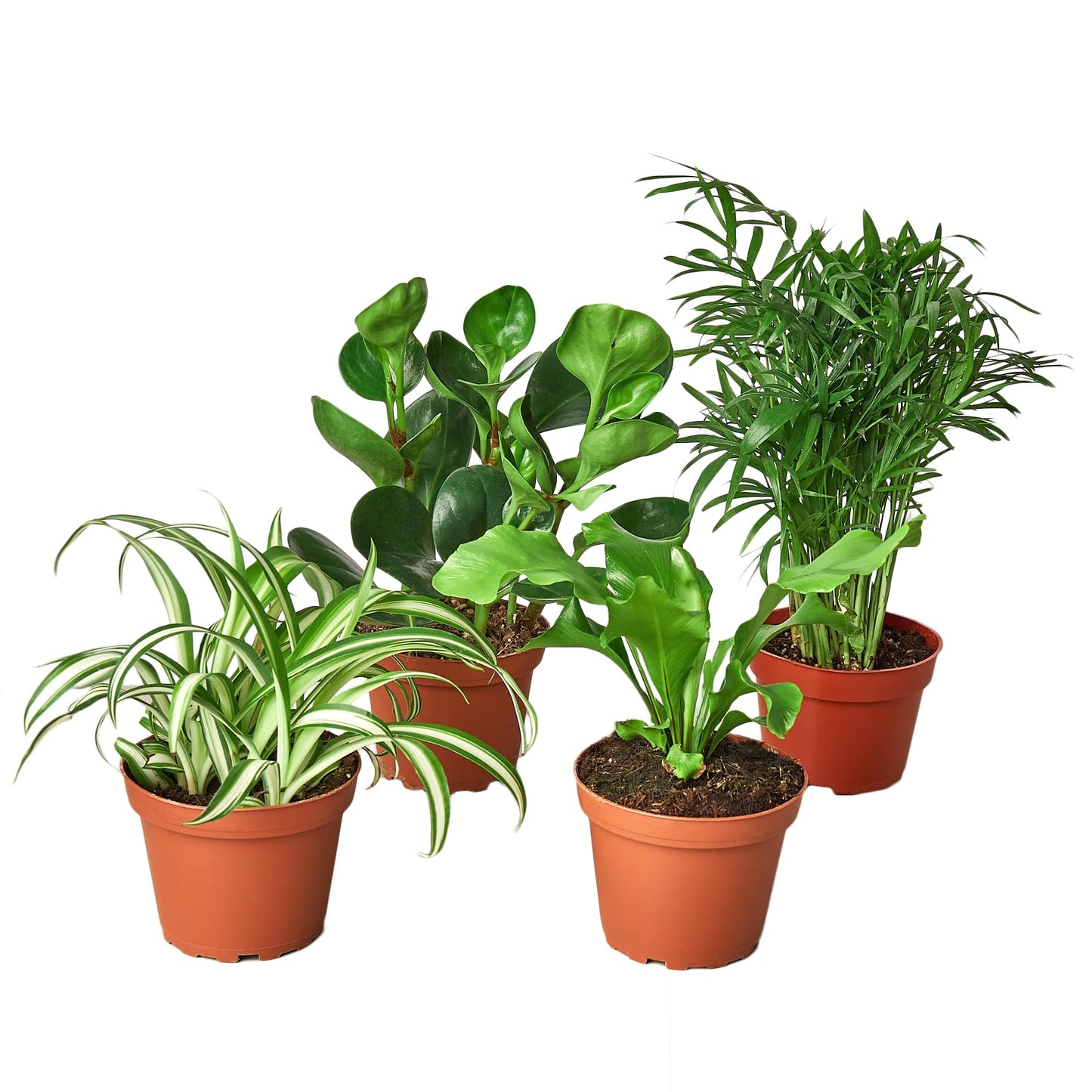 Generic Pet Friendly Variety Bundle (4 Pack) in 3"" Pot | Live Plant for Indoor | House Plant Decor for Living Room, Office, Bathroom | 5"" - 9"" Tall