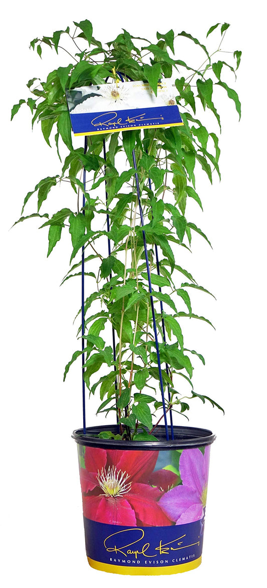Raymond Evison Clematis - Clematis Hyde Hall (Clematis) Perennial, white flowers, 8`` - Size Container