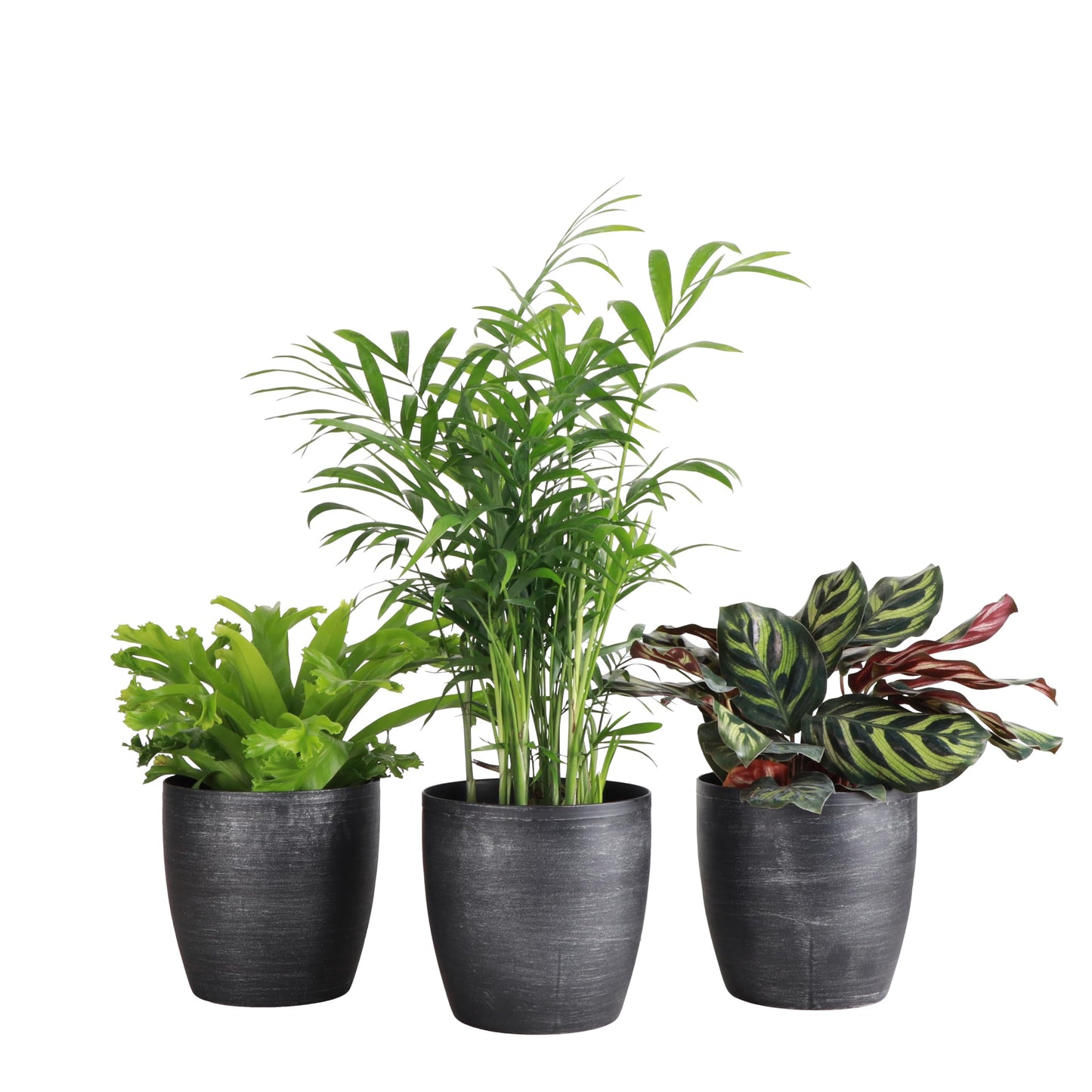 Thorsen's Greenhouse Live Pet Friendly Indoor Houseplants, Live Plants, Safe for Pets, 4" Diameter Pot, 3-Pack (Brushed Silver)