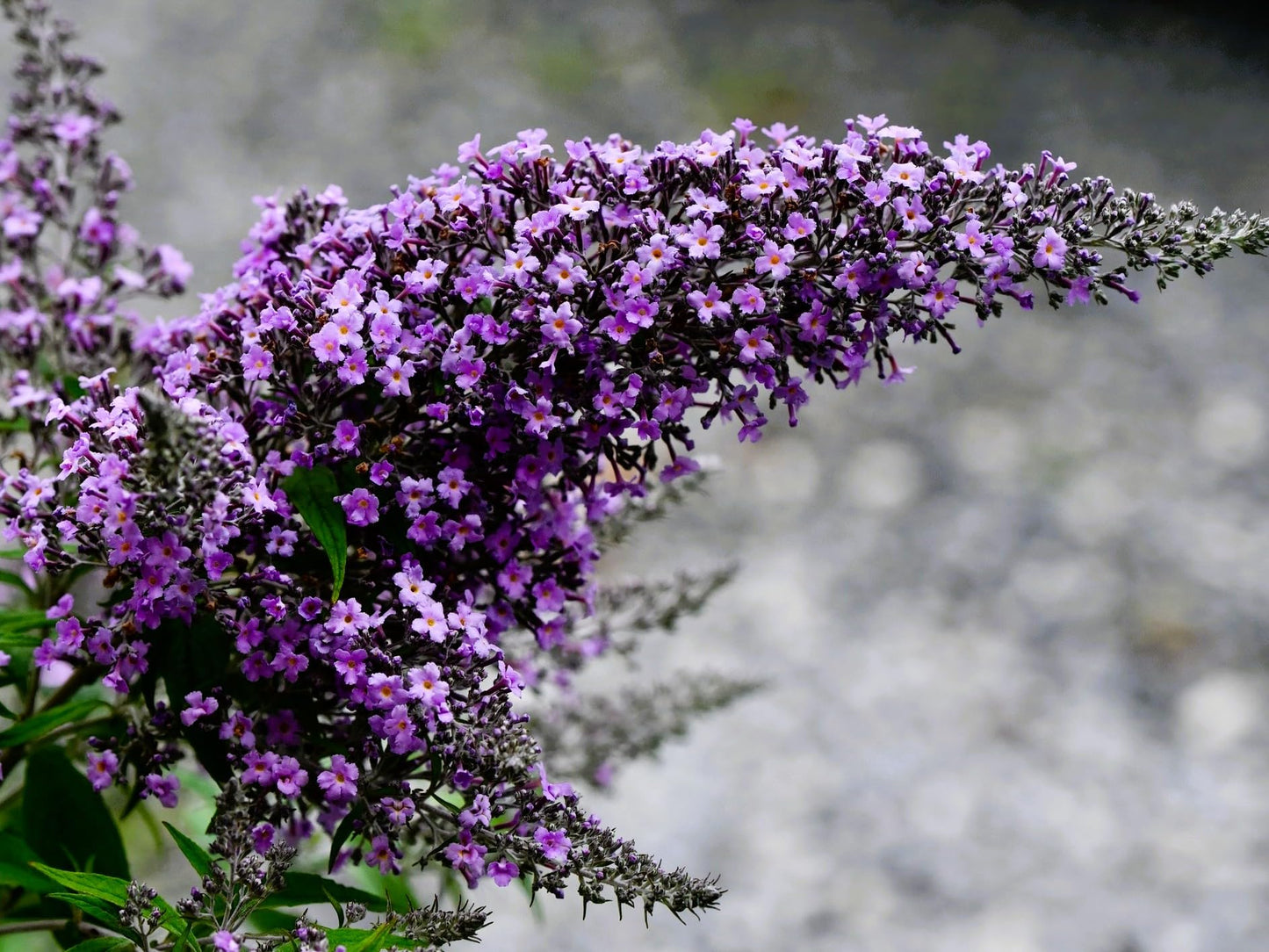 Greenwood Nursery: Live Shrub Plants - 'Grand Cascade' Butterfly Bush + Buddleja/Buddleia Davidii - [Qty: 1x Pint Pot] - (Click for Other Available Plants/Quantities)