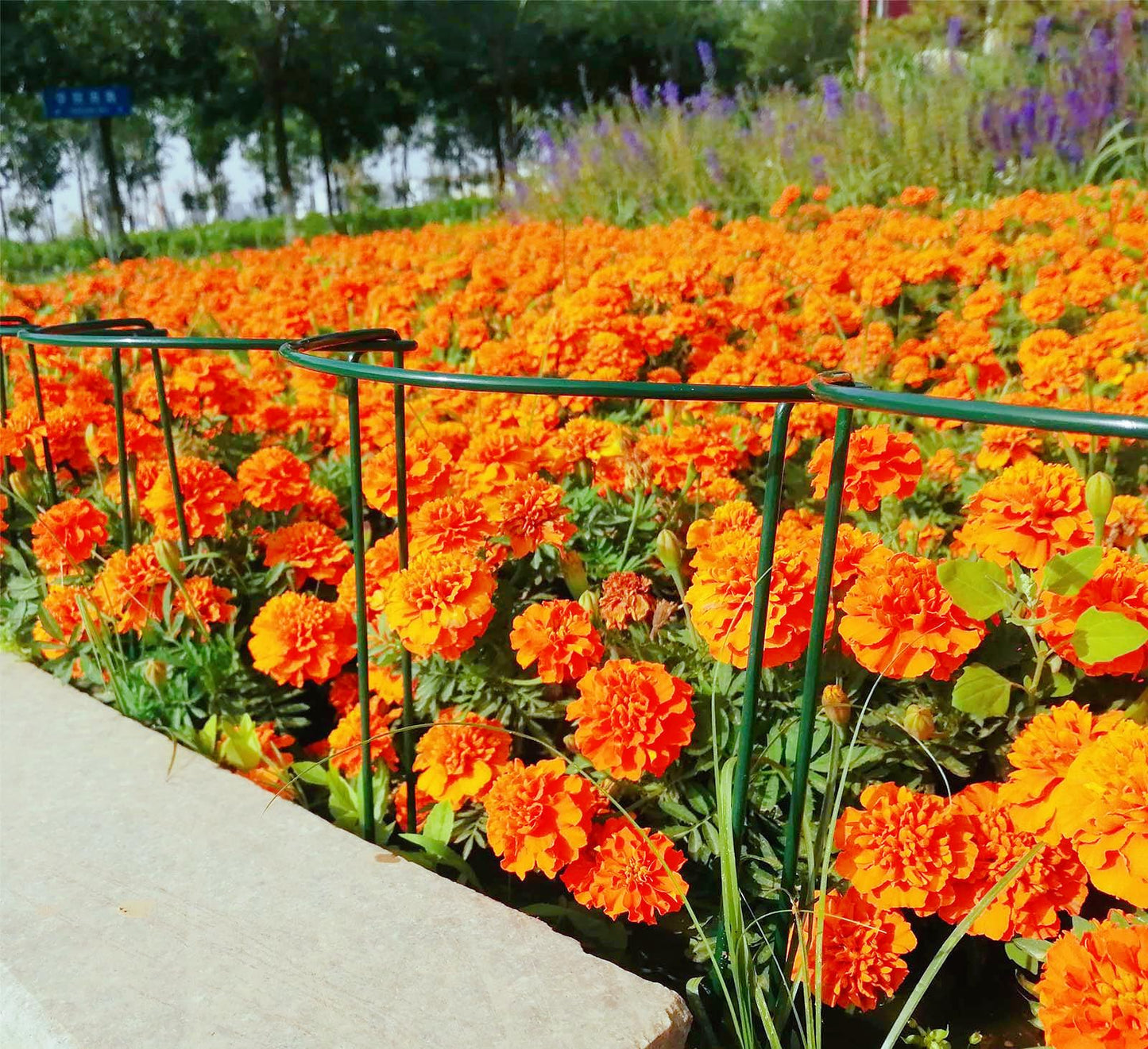 6 Pack 24 Inch High Plant Stake,Garden Plant Support,Half-Round Peony Cage Plant Ring Hoop