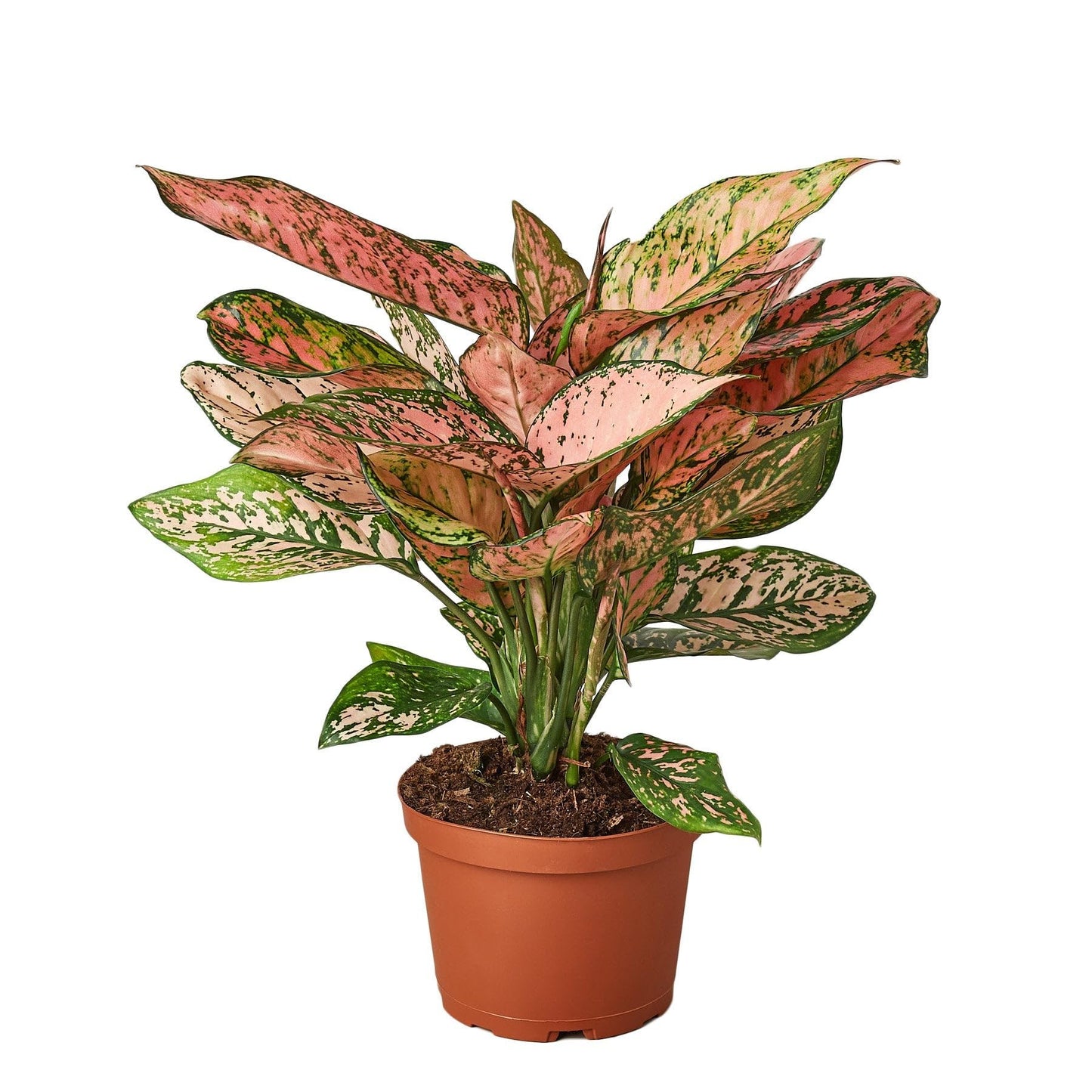 6 Pack Chinese Evergreen 'Lady Valentine' in 4in Pot - Live Plants Tropical Houseplants | Variegated | USA Growers | The Snobby Leaf