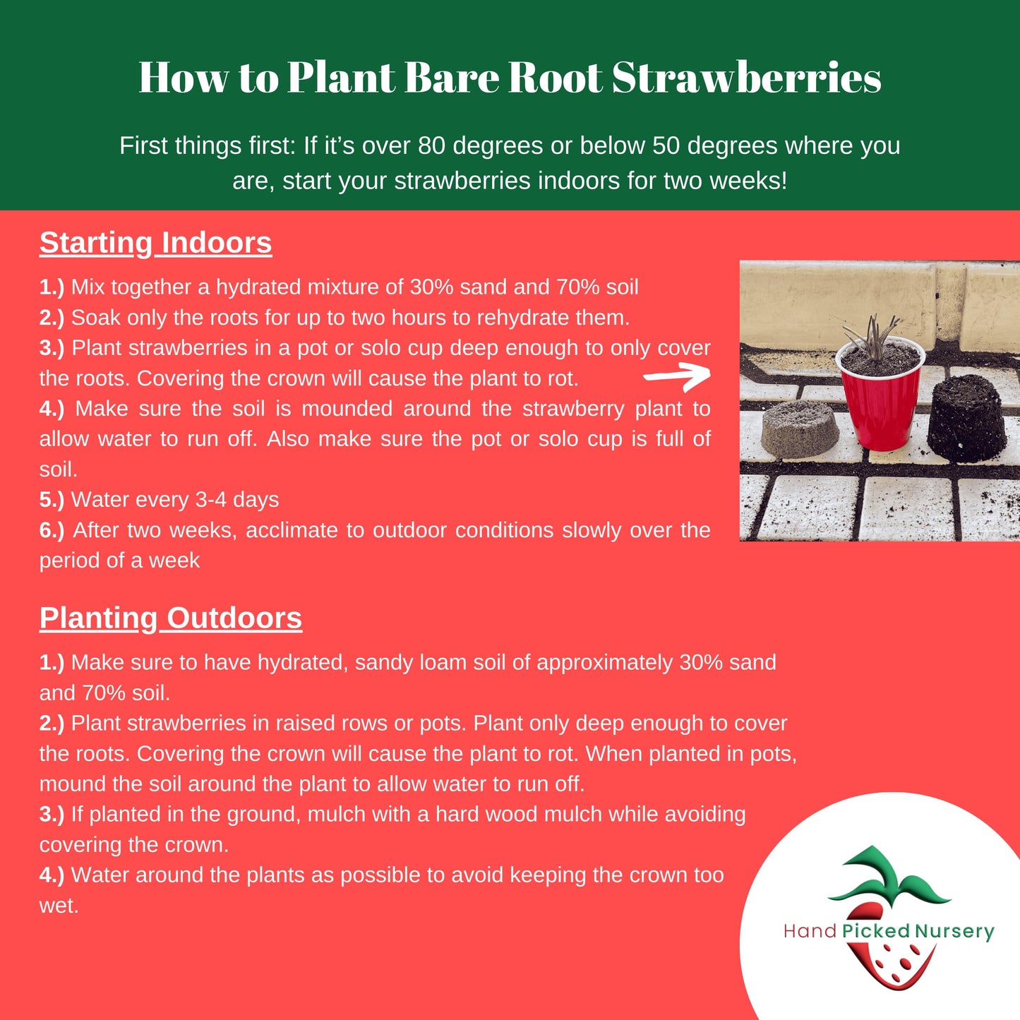 Earliglow June Bearing Bare Root Strawberry Plants - Heirloom Quality, Easy for Beginners - Early June Bearing Variety from Hand Picked Nursery (5)
