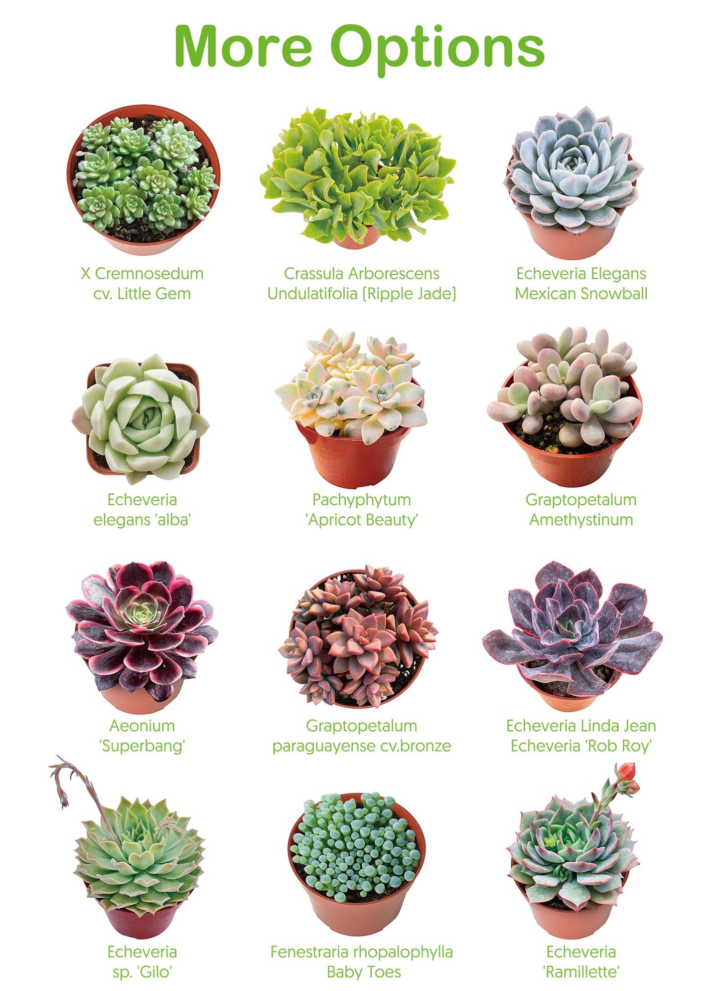 Live Succulent Plants Green Pagoda Mini Jade, Easy Care Potted Succulents in 4" Pots, Indoor Houseplant, Unique Gifts, Home Office Décor