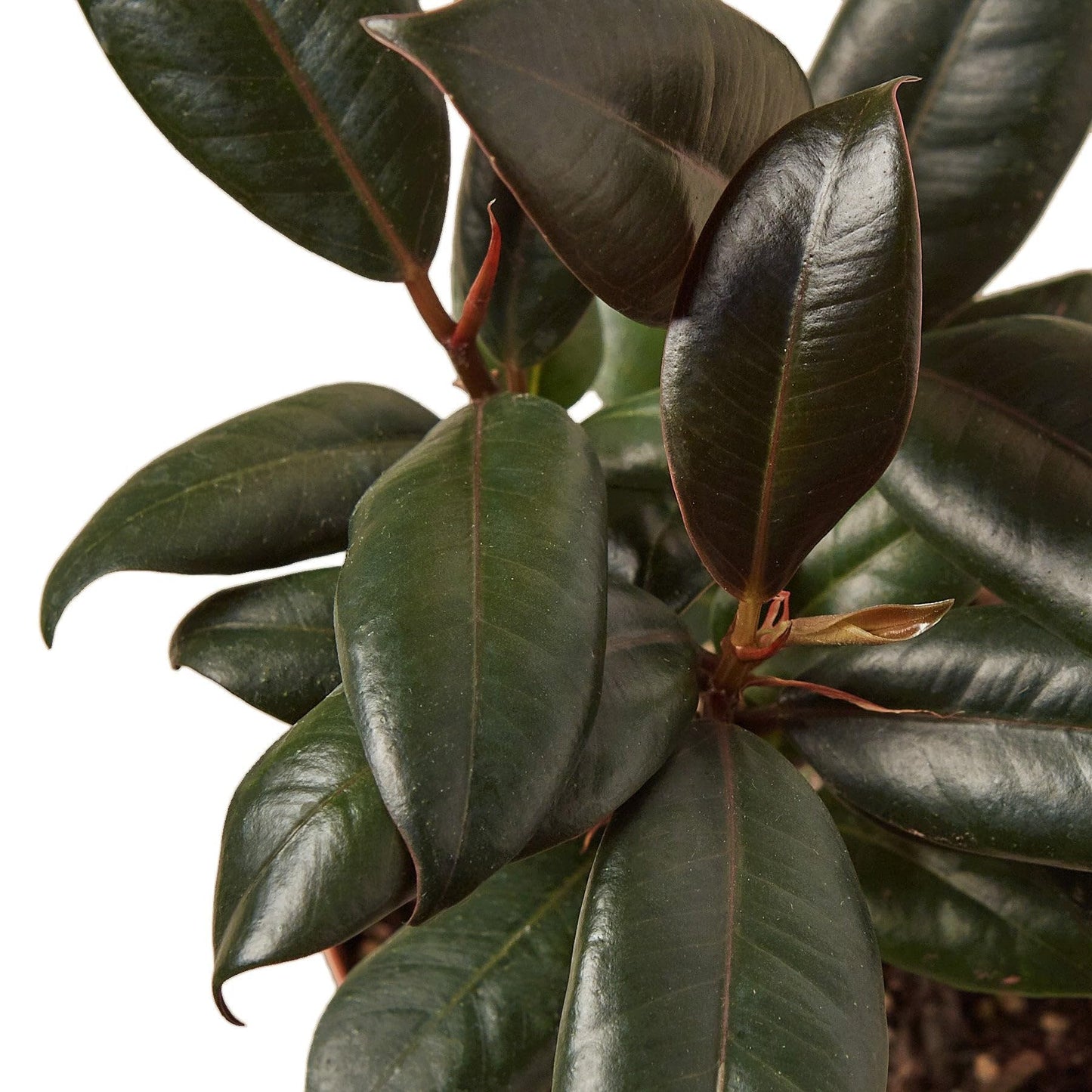 3 Pack Ficus Elastica 'Burgundy' in 4in Pot - Live Plants Tropical Houseplants | Variegated | USA Growers | The Snobby Leaf