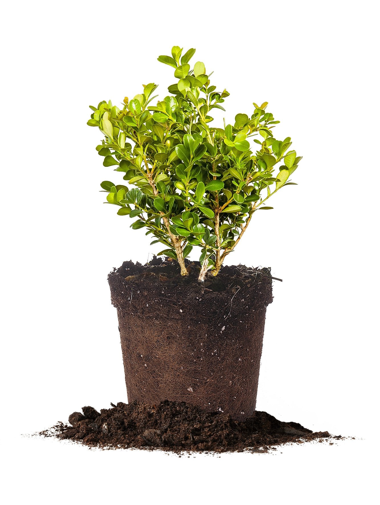 Japanese Boxwood 1 Gallon
