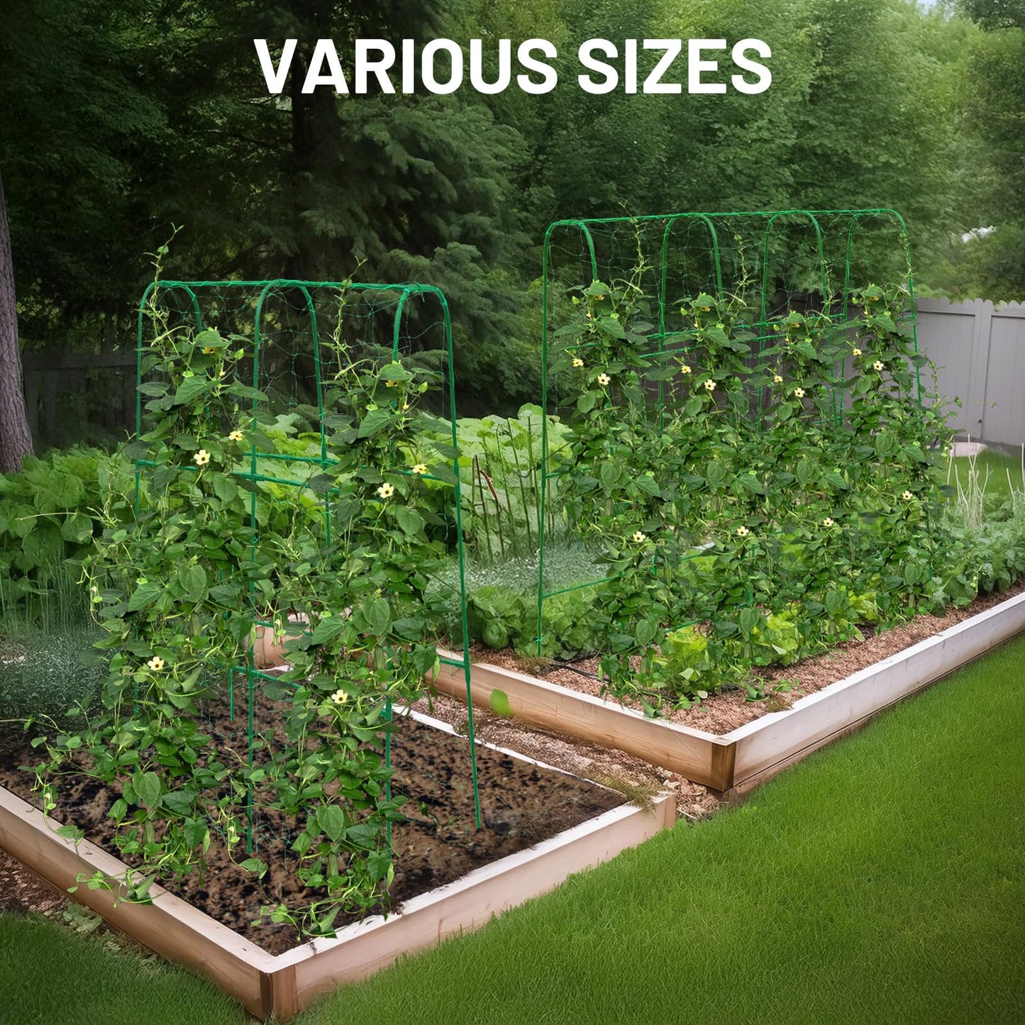 PHENEAHILL Compact U-Shaped Plant Trellis for Peas, Beans & Light Climbing Plants - Rust-Resistant, Foldable Design, Lightweight Steel, Ideal for Raised Beds & Patio Gardens(31" W x 47" H)