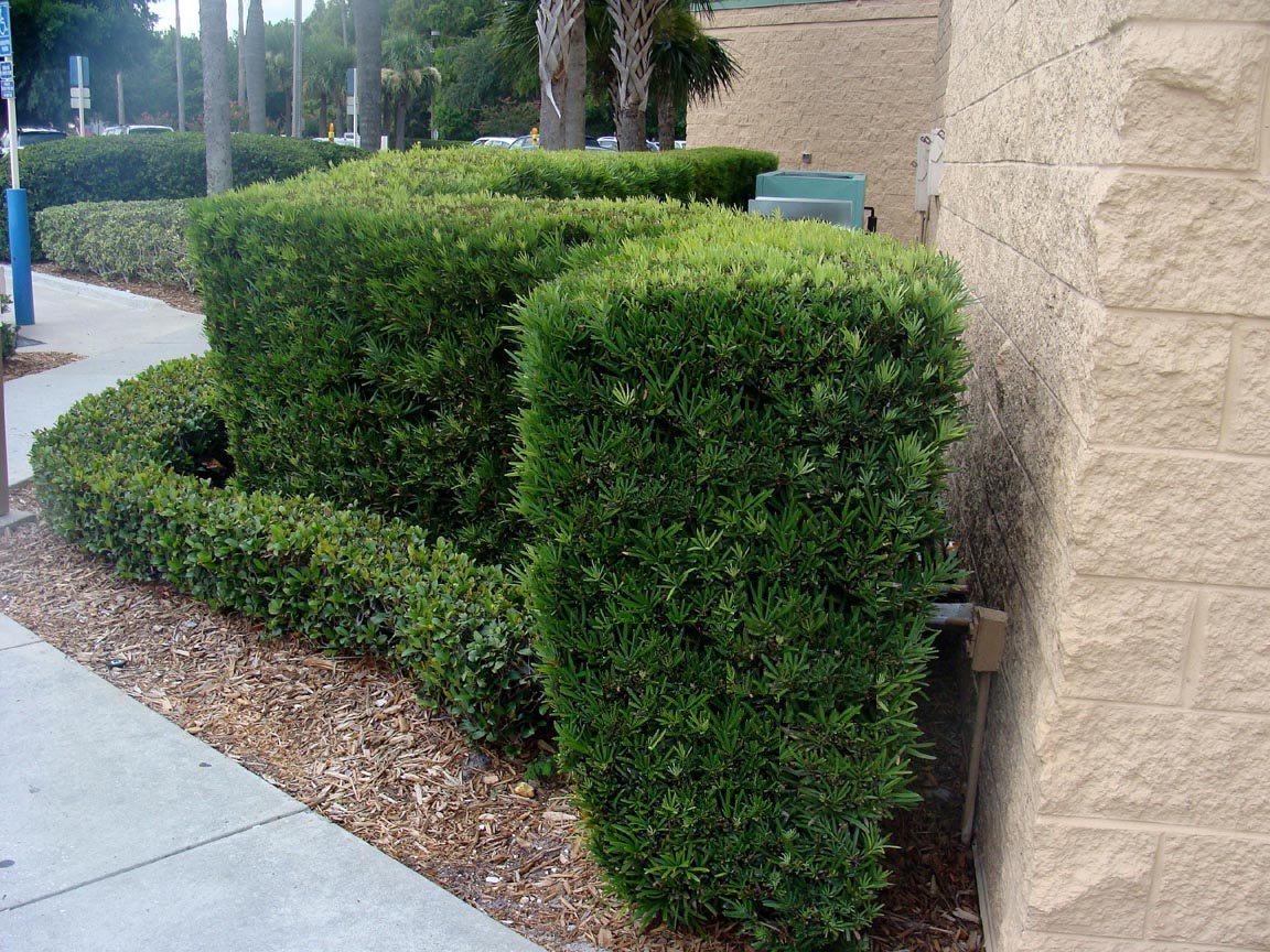 Podocarpus Japanese Yew | 60 Live Plants | Podocarpus Macrophyllus | Evergreen Shrub, Low Maintenance, Drought Tolerant, Privacy Screen Landscaping, Fast Growing, Ornamental Foliage