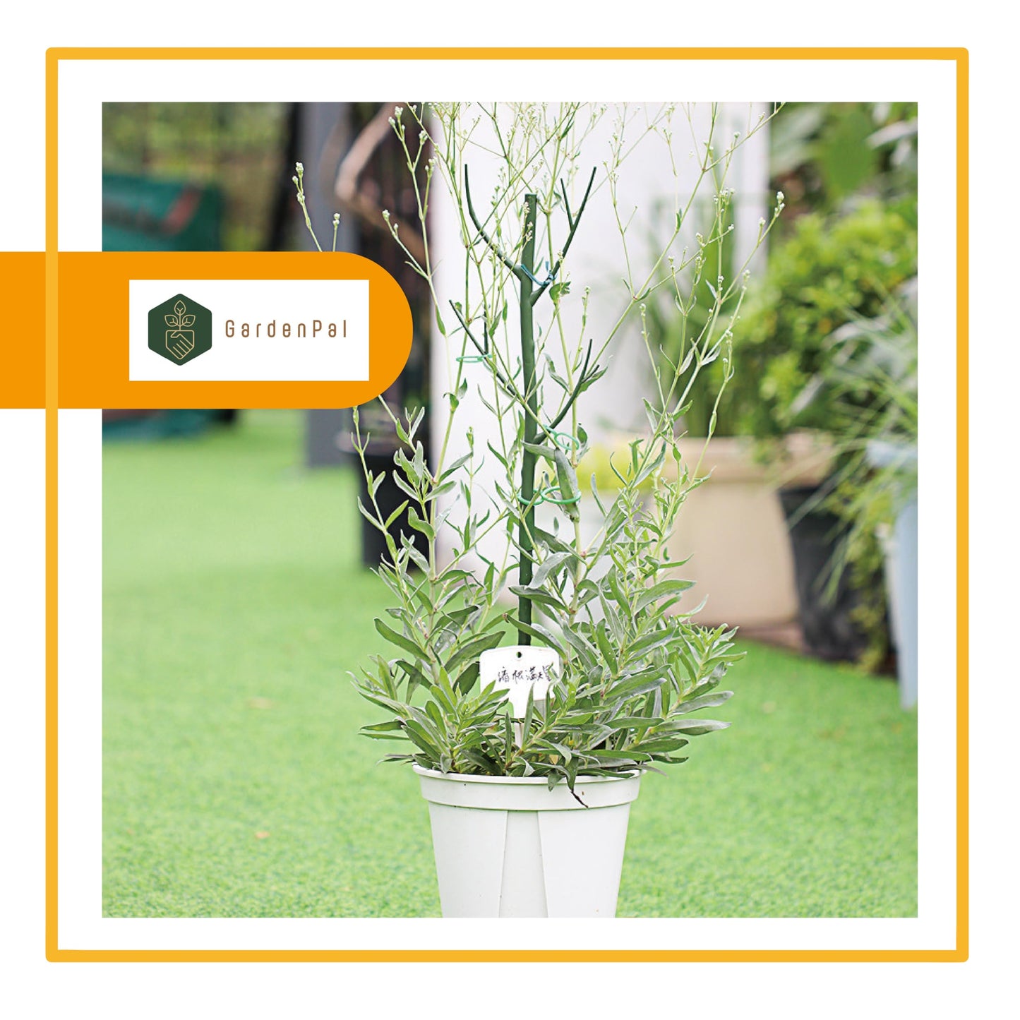 GardenPal 6 Pack 27.56" Detachable Plant Support Stakes - Indoor/Outdoor Monstera, Potted Plants and Climbing Plants, with Orchid Clips, Velcro Straps, Non-Rotting Plastic Natural Branch (Green)