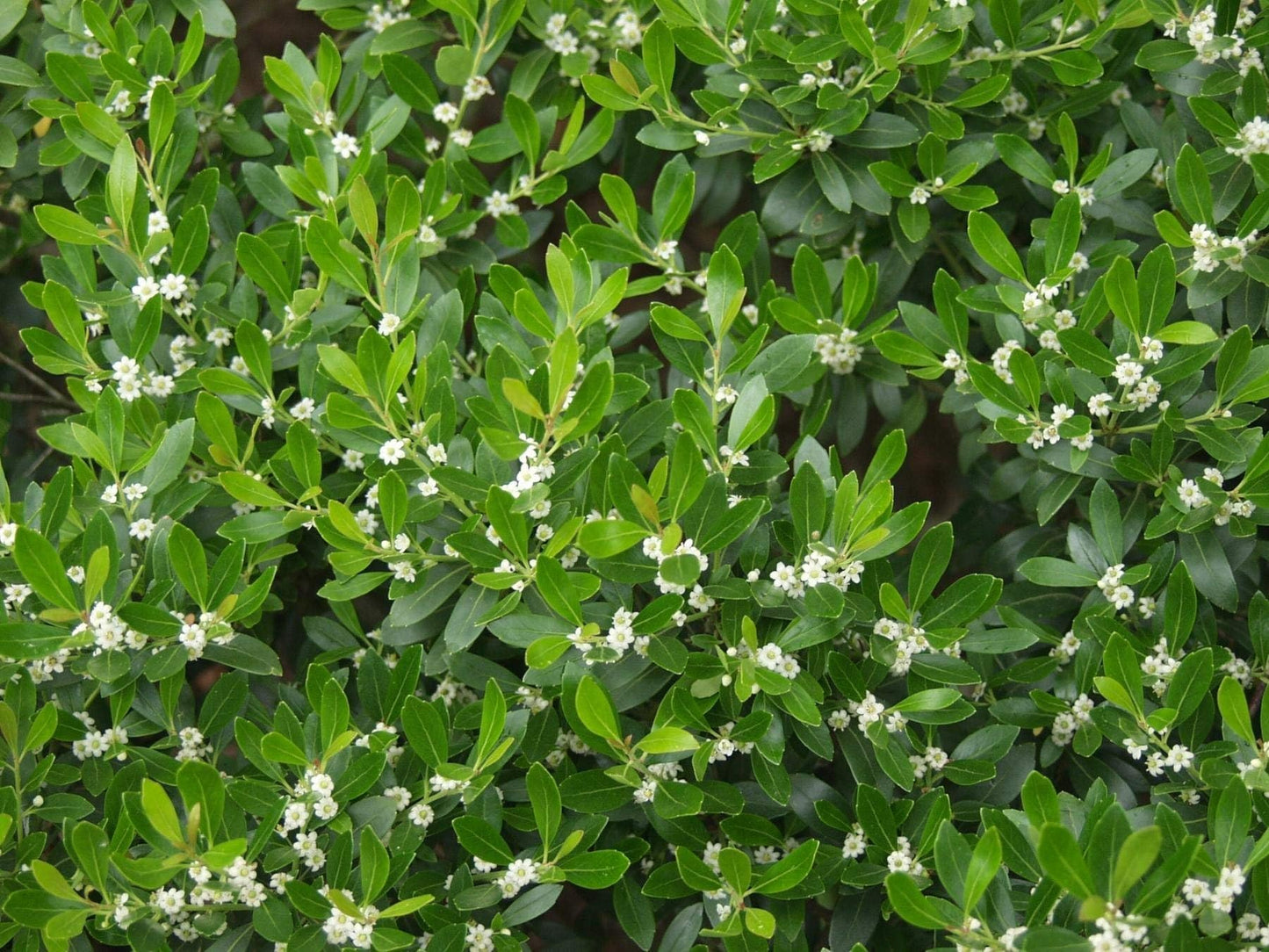 Inkberry Holly Shrub | Ilex Glabra | 10 Live Plants | Cold Hardy | Excellent Border Shrub & Foundation Hedge