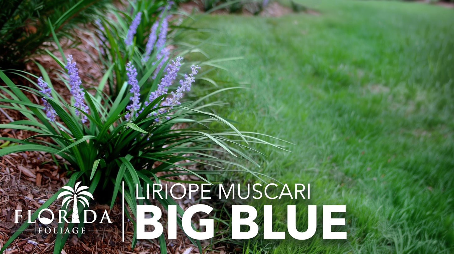 Liriope Big Blue | 1 Large Trade Gallon Size Plant | Liriope muscari | Lavender Blue Flowers | Evergreen Ground Cover for Shade | Landscape Borders for Walkways and Beds