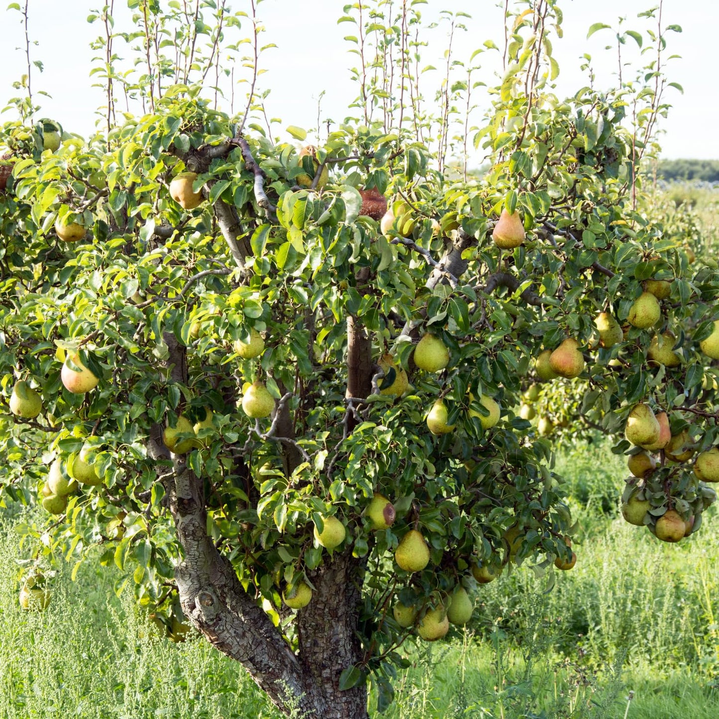 9 Months Old Pear Tree Live Plant for Spring Planting, Yellow Green Pears 8-10 Inches in Tall, No Pot, Dormant in Winter, No Leaf, Cold Hardy Pear Home Orchard Yard