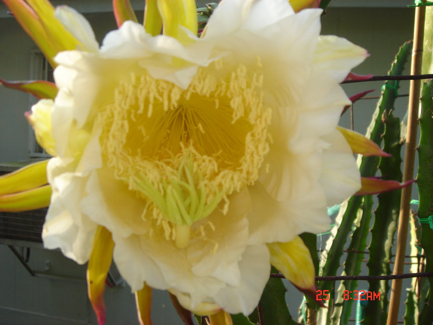 Dragon Fruit" 12 Inch" Cutting