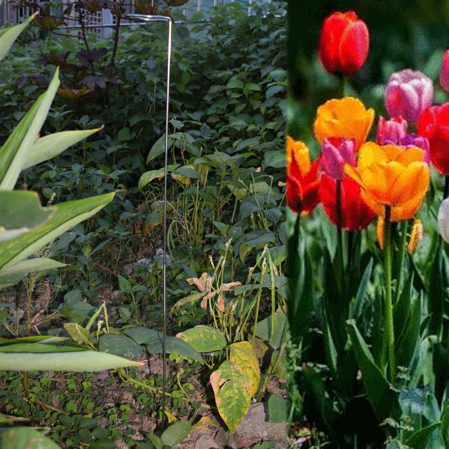 30 or 16 Inch Plant Stakes for Flowers - 10 Pcs, Stainless Steel Garden Tall Single Stem Support Stake Plant Cage Support Rings for Amaryllis Tomatoes Peony Lily Rose Narcissus (10, 1.6, Pounds)