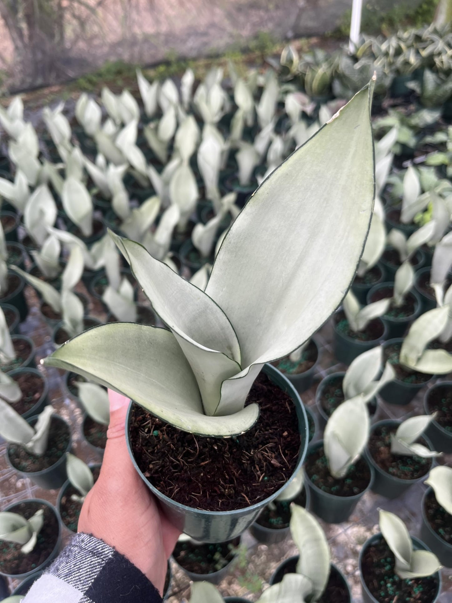 Moonshine Snake Plant – Sansevieria Moonshine – Rare Silvery Foliage – Easy Care Air Purifying Plant – Live Plant in 4” Pots